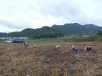 완주, 구룡천 둔치에 코스모스 군락지 조성