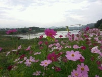 섬진강변 코스모스 자태 뽐내