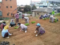 군산 삼학동, 배추 심기 행사 실시