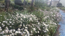 김제북초등학교 구절초축제 한창