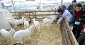 산양에게 먹이를