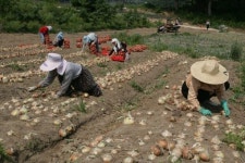 임실군 쌀 밭 직불금 접수 받아