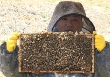 장원벌로 꿀 수입개방 파고 넘는다