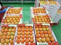 단풍미인 토마토, 일본 수출길 오른다