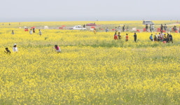 새만금 신시도 유채꽃