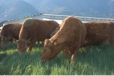 고창군 한우명품화 추진 팔걷어