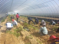 정읍시, 공무원 농촌일손돕기 나서