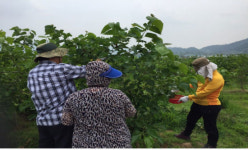 전북도, 메르스 발생 순창군 일손돕기