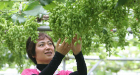 청포도가 익어가는 7월