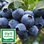 부안군, 블루베리 가공기술개발 구축
