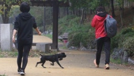 목줄 없는 애완견, 시민들 불안