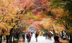 내장산 단풍 절정