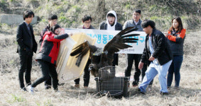야생동물구조관리센터, 독수리 자연 품으로