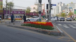 익산시, 봄꽃 15만본 도심 곳곳 식재