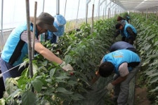 금강사업단, 영농도우미 행사 실시