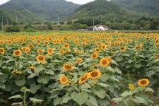 진안 상전 금지 배넘실마을 해바라기 만개