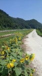 완주 경천 구룡천 태양의 꽃 해바라기 만개