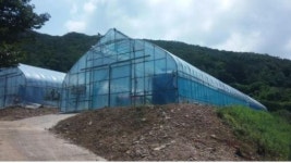 부안 폐쇄형 시설하우스 이용 오디뽕나무 친환경 재배기술 개발