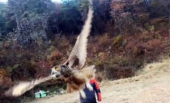 전북야생동물구조관리센터 수리부엉이 치료후 자연 방사