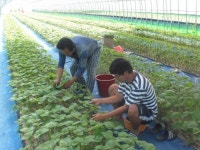 마이산정기담은 깻잎영농조합 최우수 산지 유통인상 수상