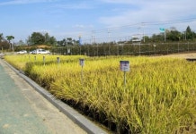 정읍시농업기술센터 2016년산 벼 보급종 신청접수