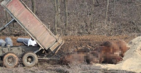 [르뽀] AI에 구제역까지 왠 날벼락인지