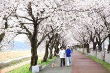 남원 요천 100리 숲길 사랑의 꽃 만개