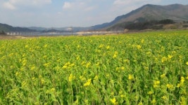 진안 상전 금지배넘실마을 유채 꽃동산 17일 개장