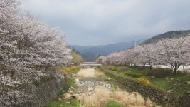모악산 벚꽃길 따라 봄의 향기 물씬