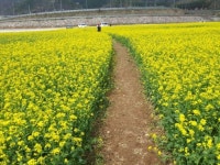 진안고원의 새로운 명물, 진안 상전 배넘실마을의 유채꽃잔치