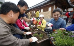 야생화로 전주한옥마을 더 아름답게 꾸민다