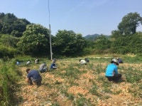 임실군 농촌 일손돕기 구슬땀