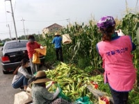 김제시 검산동, 옥수수 수확 이웃사랑 실천