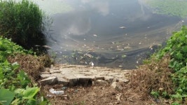 군산 서지제 저수지 물고기 떼죽음