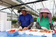 무주 여름딸기 수확…고소득 작목 육성 기대감