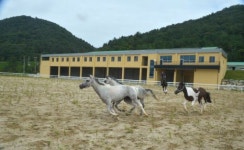 순창공공승마장 10월 문 연다