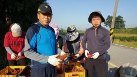 김제시 죽산면 주민자치위 특수시책 사랑의 고구마 수확