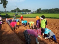 김제 금만농협 농가주부모임, 쾌적한 금만벌 만들기 앞장
