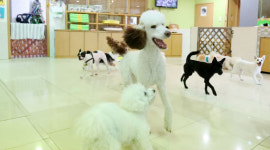 빈방이 없네 추석 연휴 애견호텔 인기