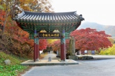 고창 고수면 문수사, 애기단풍나무숲 절정