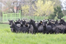 농촌진흥청, 염소 단계별 성장 사료 먹여야