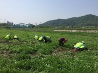임실 오수면 꽃길조성 구슬땀