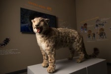 전북대 자연사박물관 새 단장해 지역민 맞는다