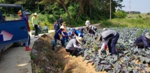고창군 농촌일손돕기 팔걷어