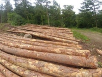 무주국유림관리소, 친환경 목재생산