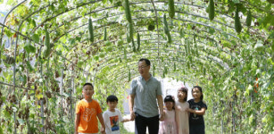 입추 폭염속에도 익어가는 표주박과 수세미