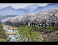 연꽃 명소, 완주 송광사