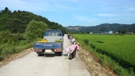 성수면 둔남천변 코스모스 꽃길 조성 구슬땀