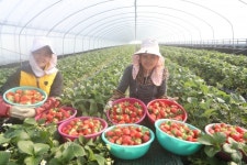 삼례 딸기 드세요~