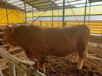 수정란 이식으로 태어난 슈퍼 장수한우 출하